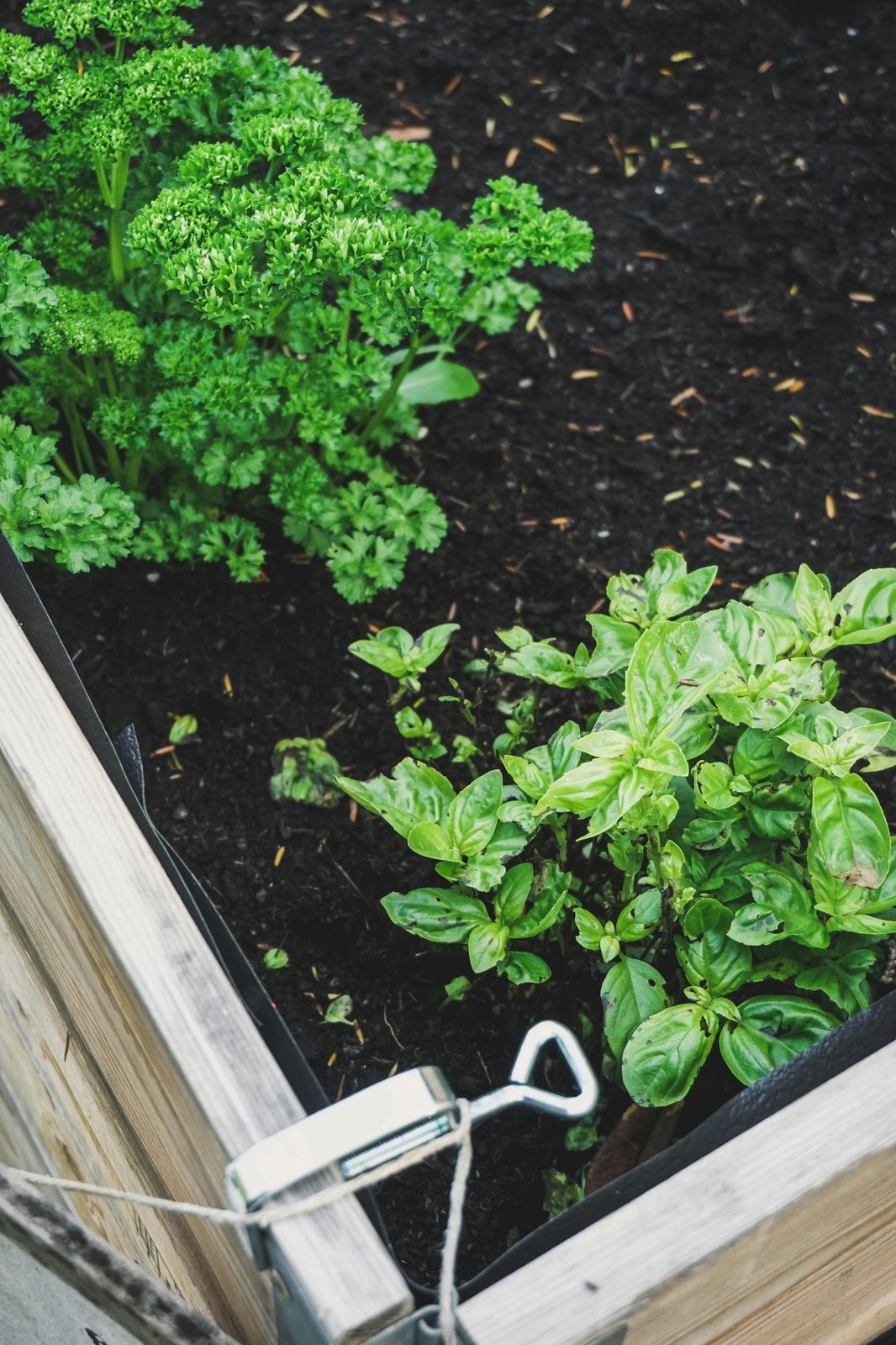 2x4 garden bed
